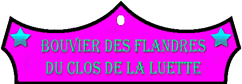 SITE WEB ELEVAGE DU CLOS DE LA LUETTE SPECIALISE POUR LE BOUVIER DES FLANDRES © COPYRIGHT DEPOSE